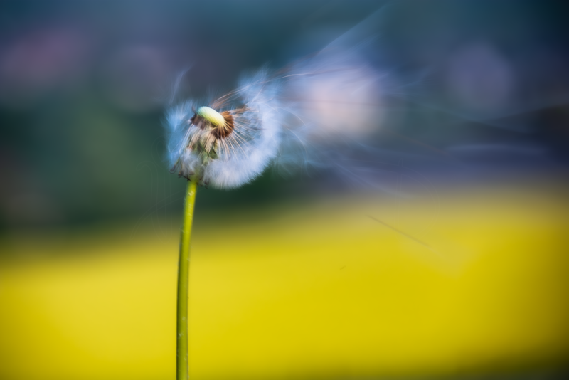 pissenlit souffle Normandie 2011