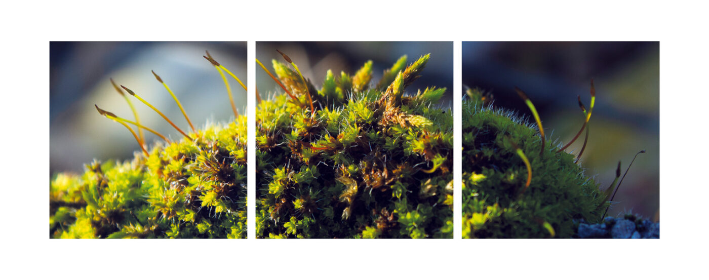 Triptyque Vincent Dufrène